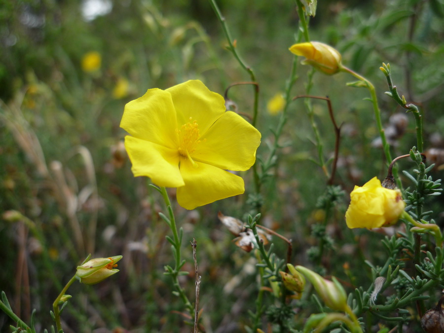 ID (Helianthemum, Potentilla sp?) - No, Fumana sp.